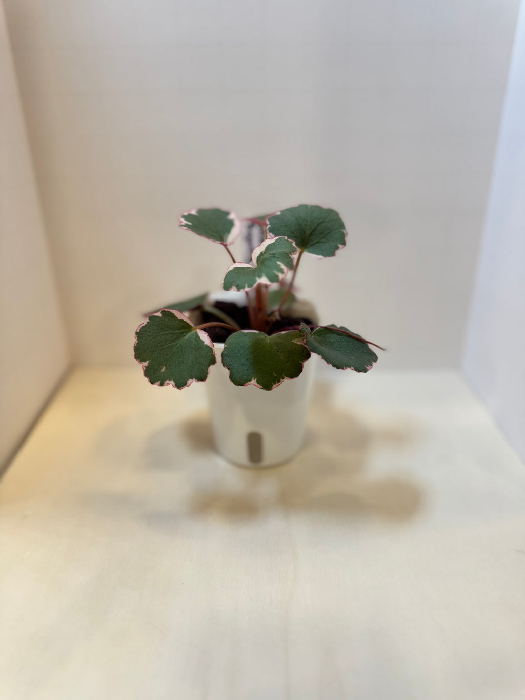 Strawberry Begonia (Saxifraga stolonifera) - 3" Self-Watering Pot