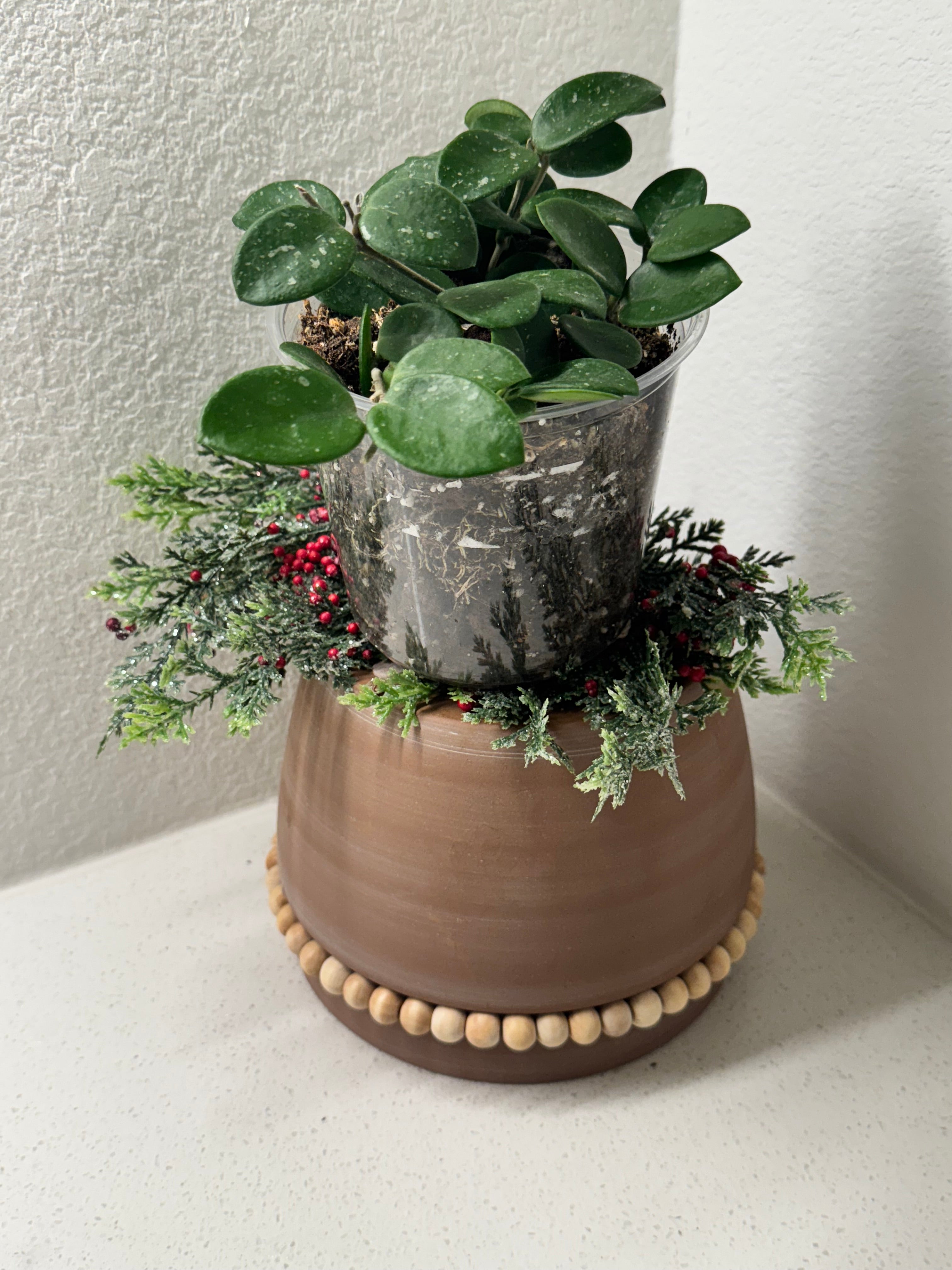 Close-up of Hoya Matilde Splash rare variegation on leaves
