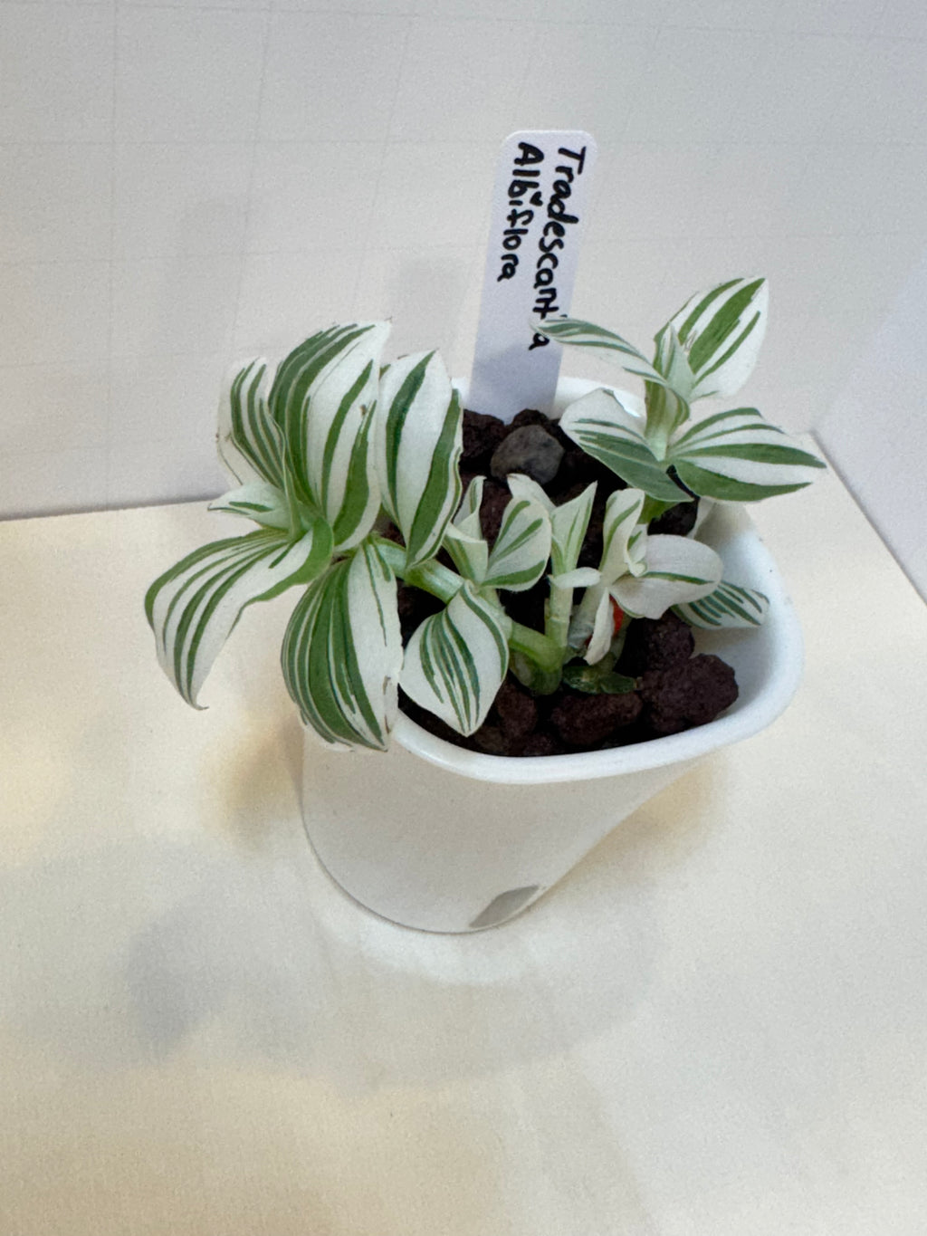 Tradescantia Albiflora - 3" Self-Watering Pot