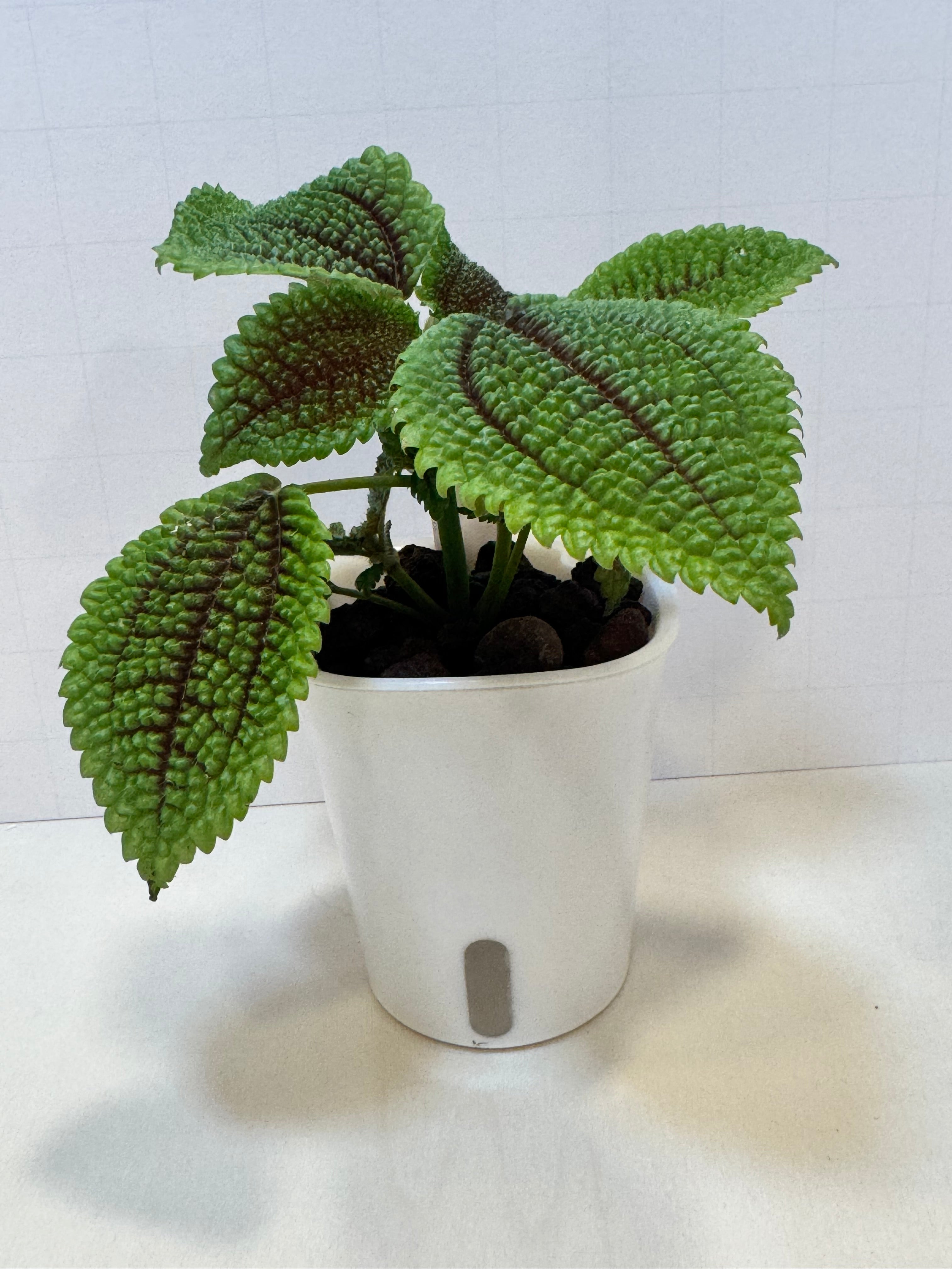 Pilea Mollis 'Moon Valley' - 3" Self-Watering Pot