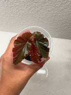 Begonia Black Magic with dramatic dark purple-black foliage
