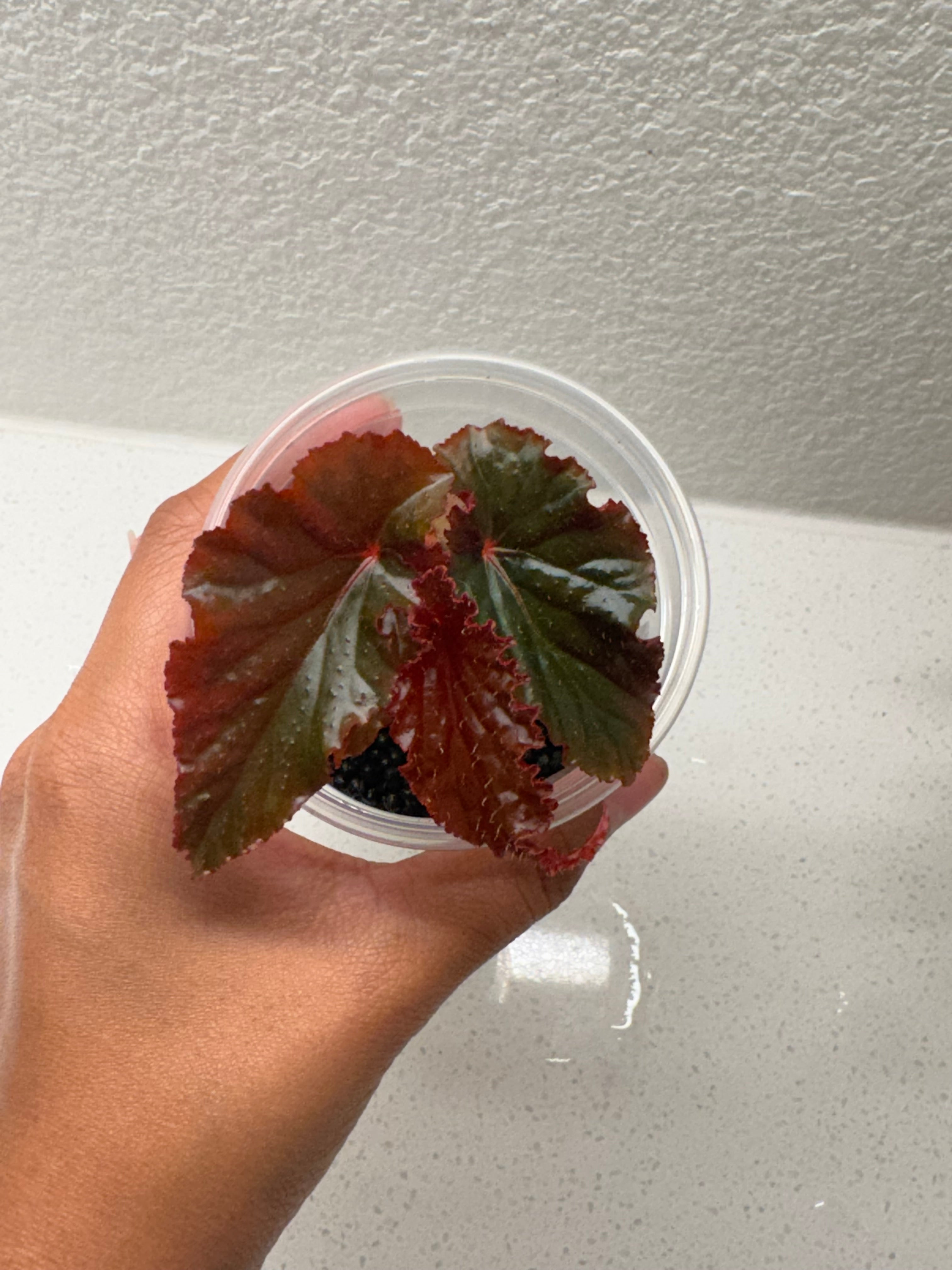 Begonia Black Magic with dramatic dark purple-black foliage
