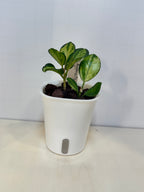 Hoya Australis 'Lisa' - 3" Self-Watering Pot