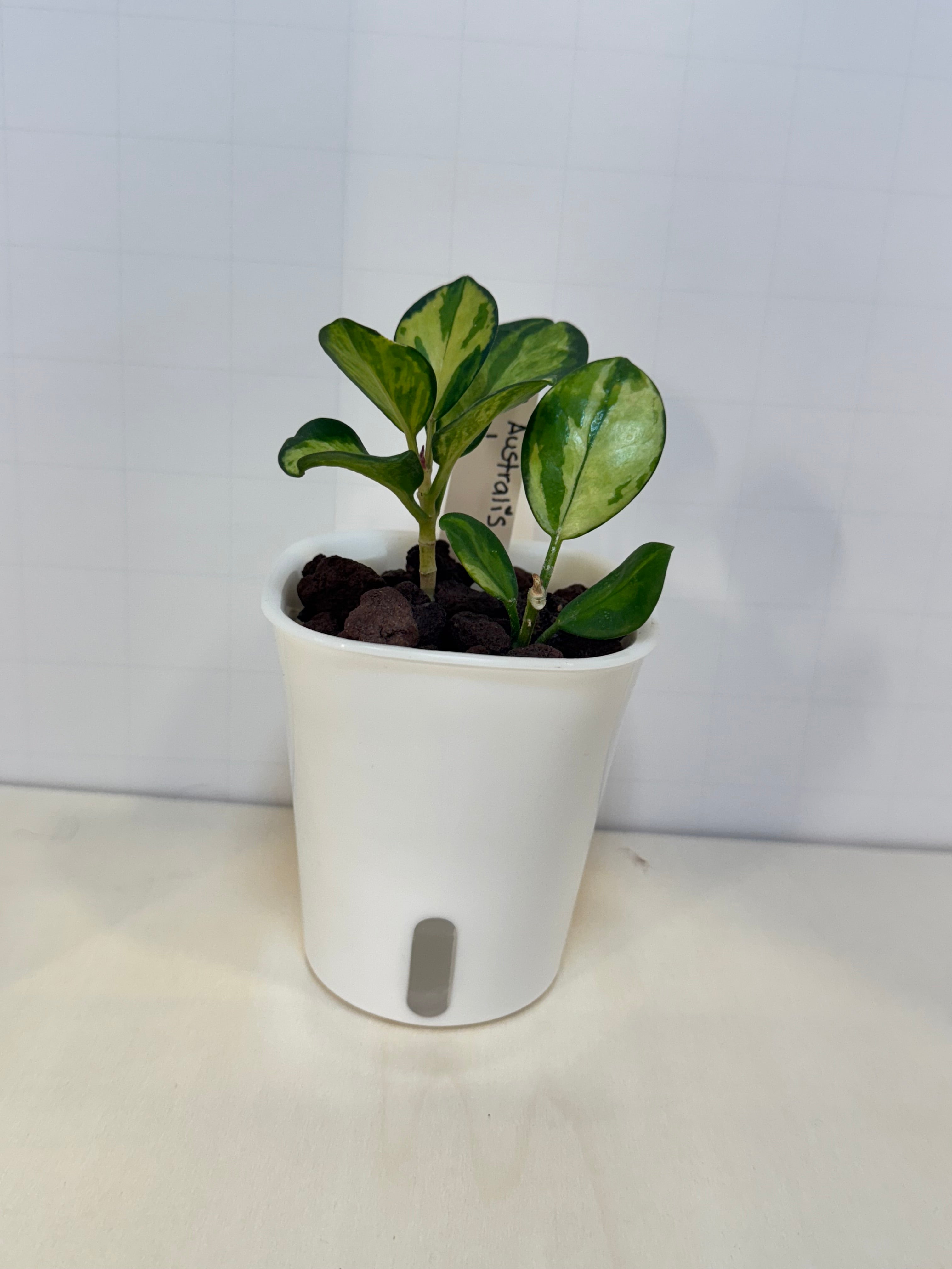 Hoya Australis 'Lisa' - 3" Self-Watering Pot