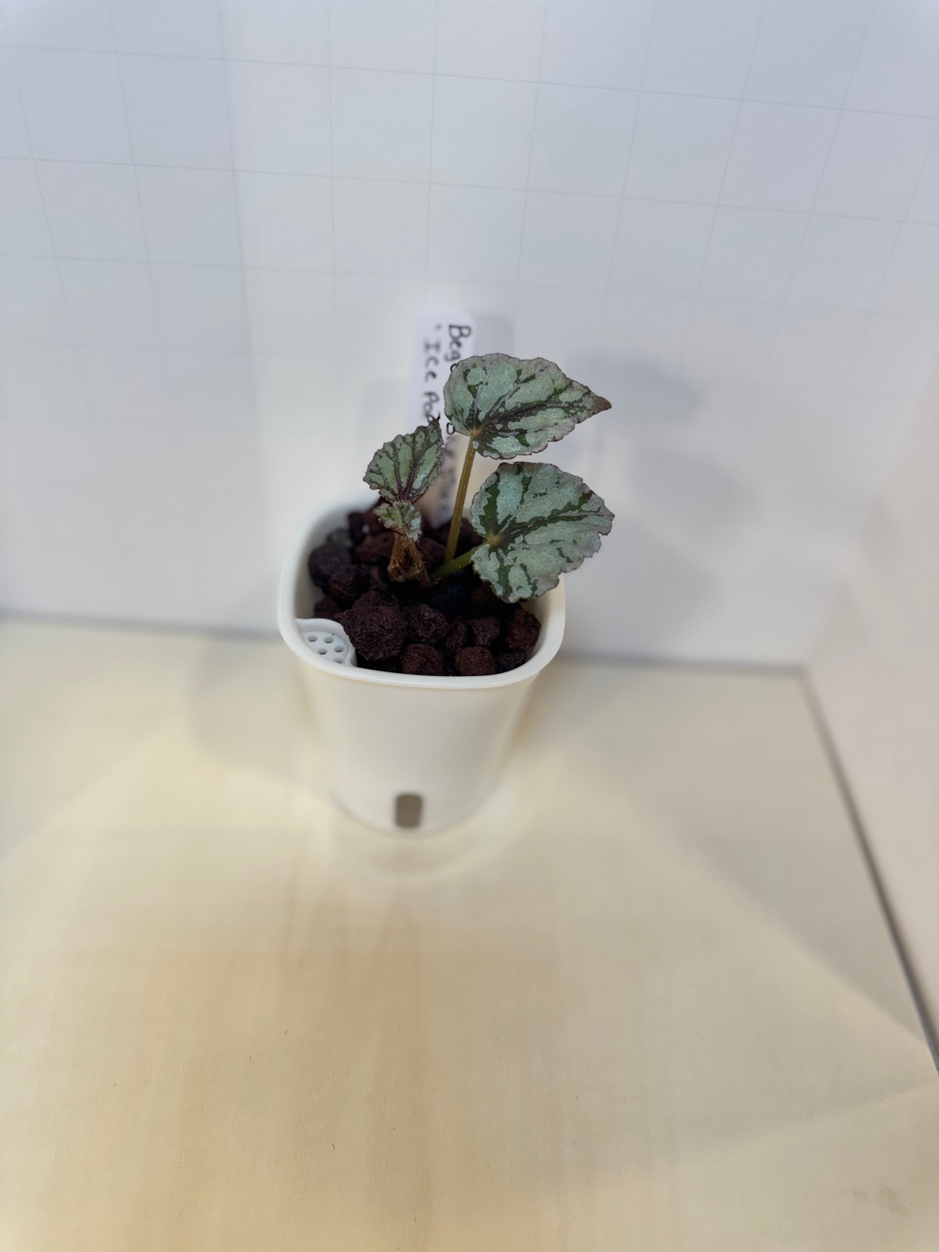 Begonia Ice Pop - 3" Self-Watering Pot