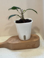 Pilea Cadierei 'Aluminum Plant' - 3" Self-Watering Pot