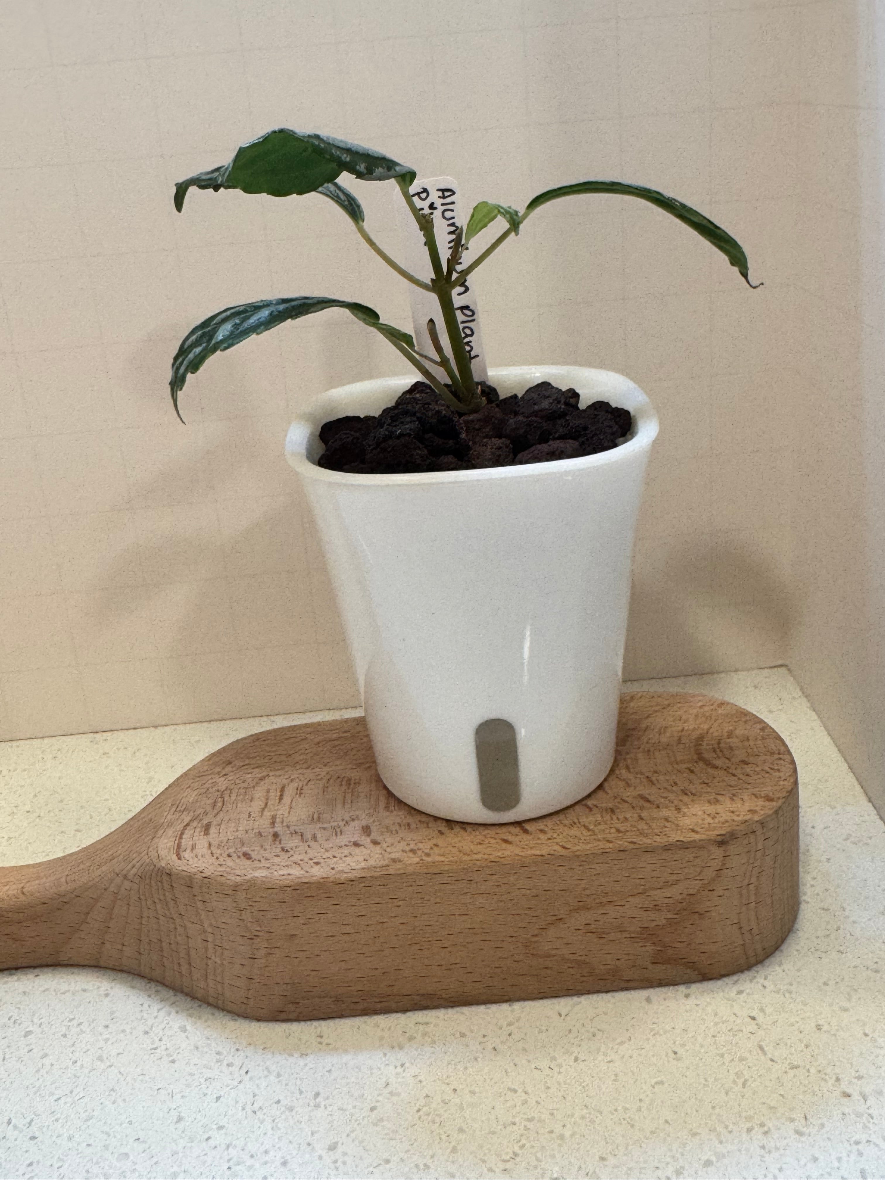 Pilea Cadierei 'Aluminum Plant' - 3" Self-Watering Pot