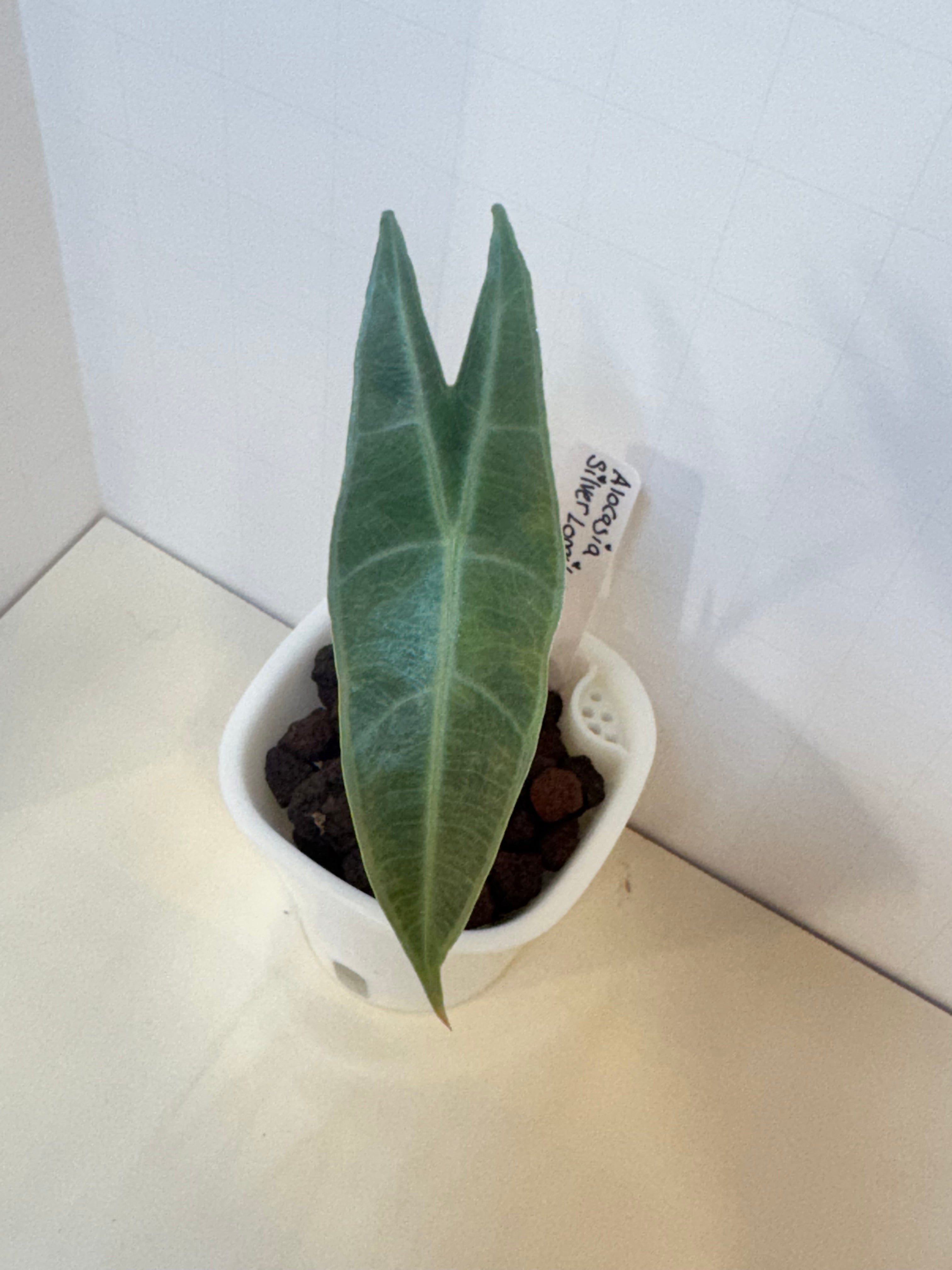 Alocasia Silver Longiloba - 3" Self-Watering Pot