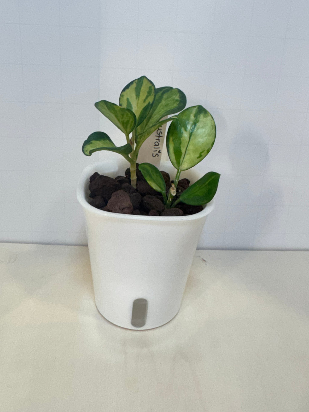 Hoya Australis 'Lisa' - 3" Self-Watering Pot