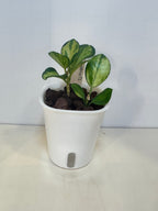 Hoya Australis 'Lisa' - 3" Self-Watering Pot