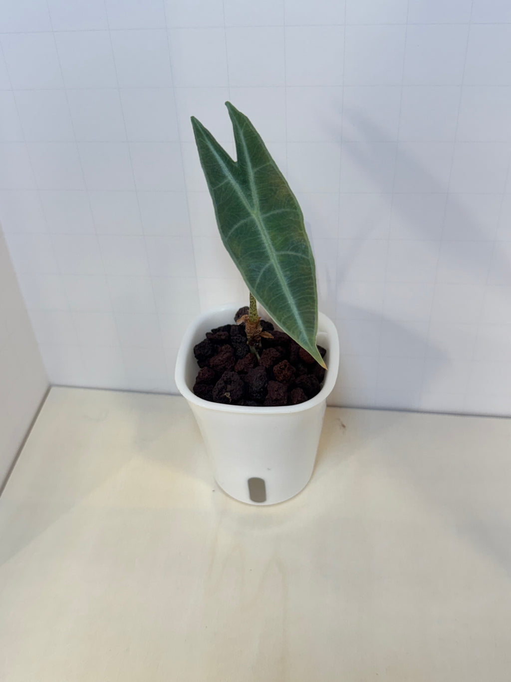 Alocasia Silver Longiloba - 3" Self-Watering Pot