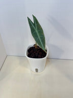 Alocasia Silver Longiloba - 3" Self-Watering Pot