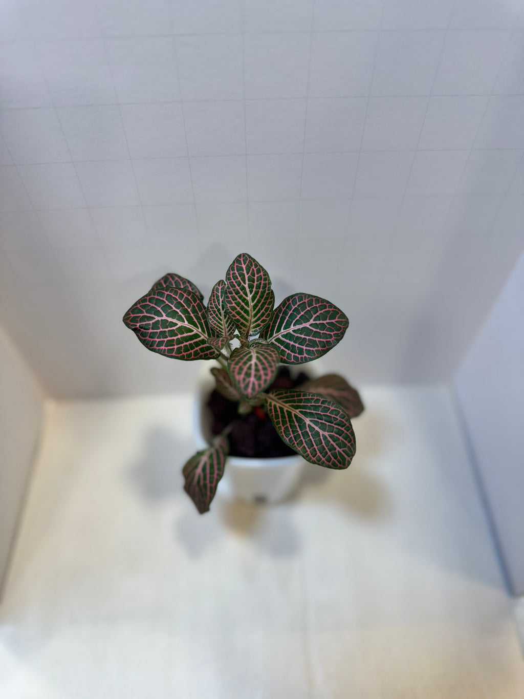 Fittonia 'Pink Nerve Plant' - 3" Self-Watering Pot