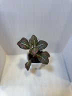 Fittonia 'Pink Nerve Plant' - 3" Self-Watering Pot