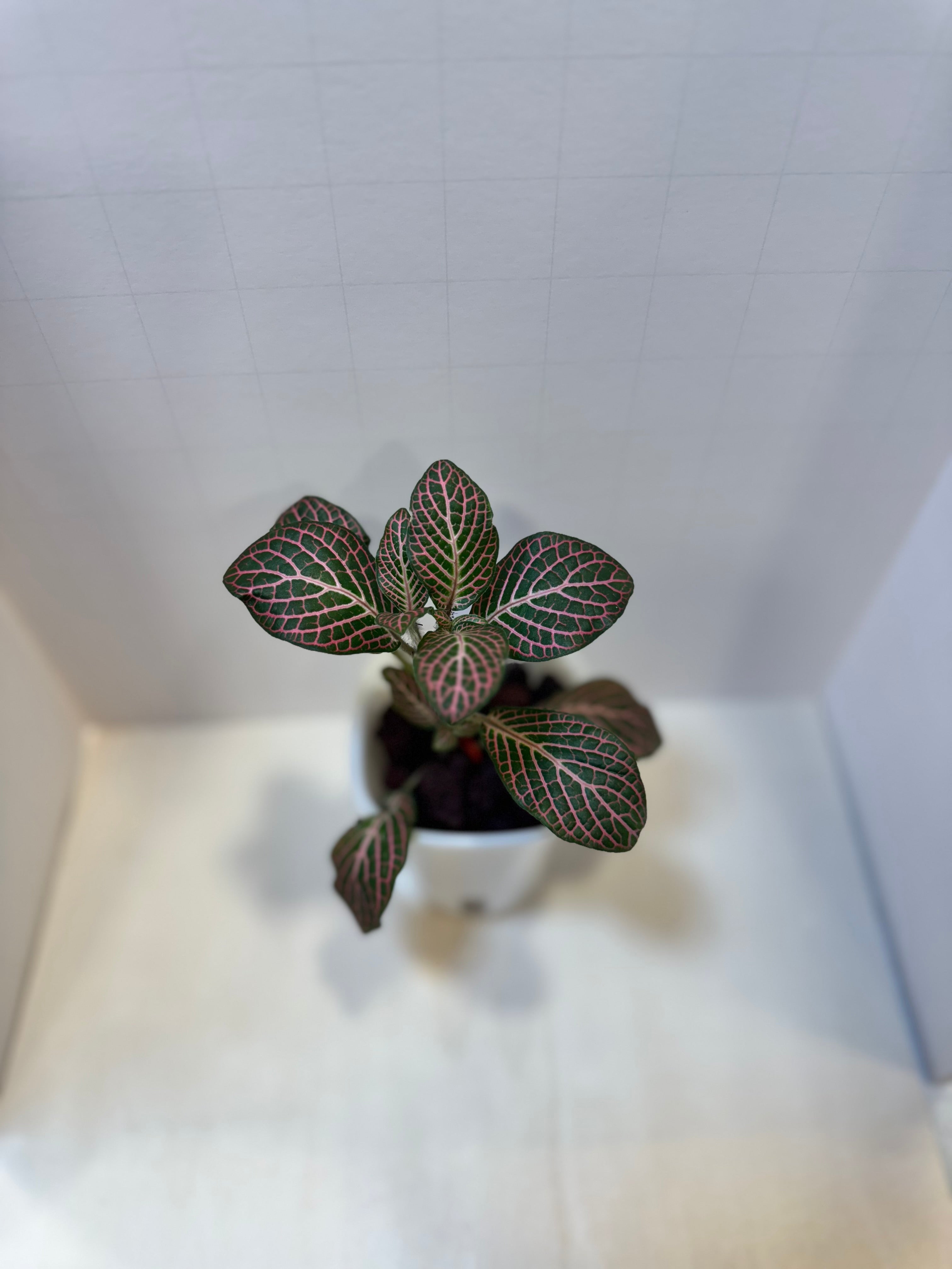 Fittonia 'Pink Nerve Plant' - 3" Self-Watering Pot