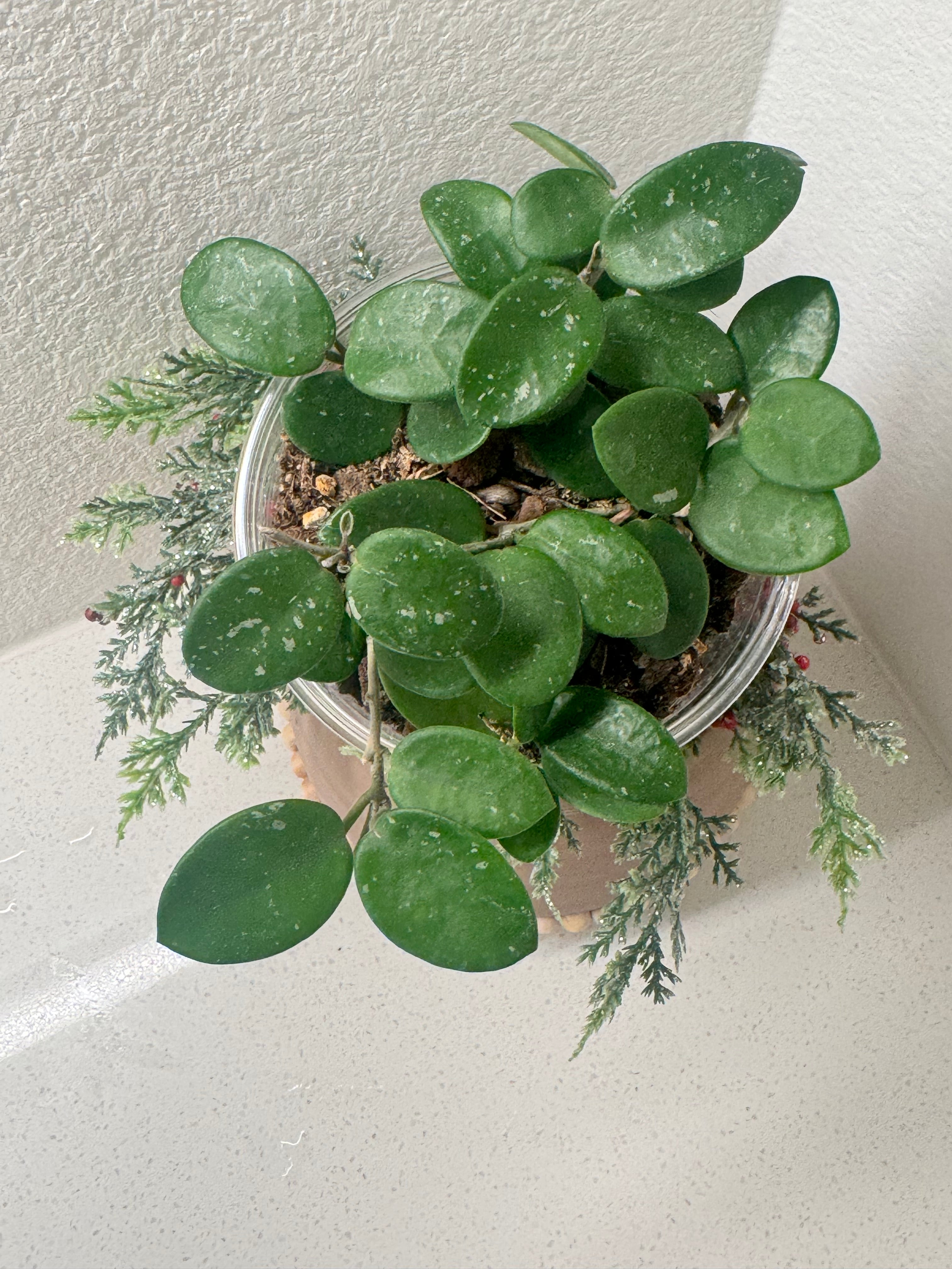 Hoya Matilde Splash collector-quality plant detail view
