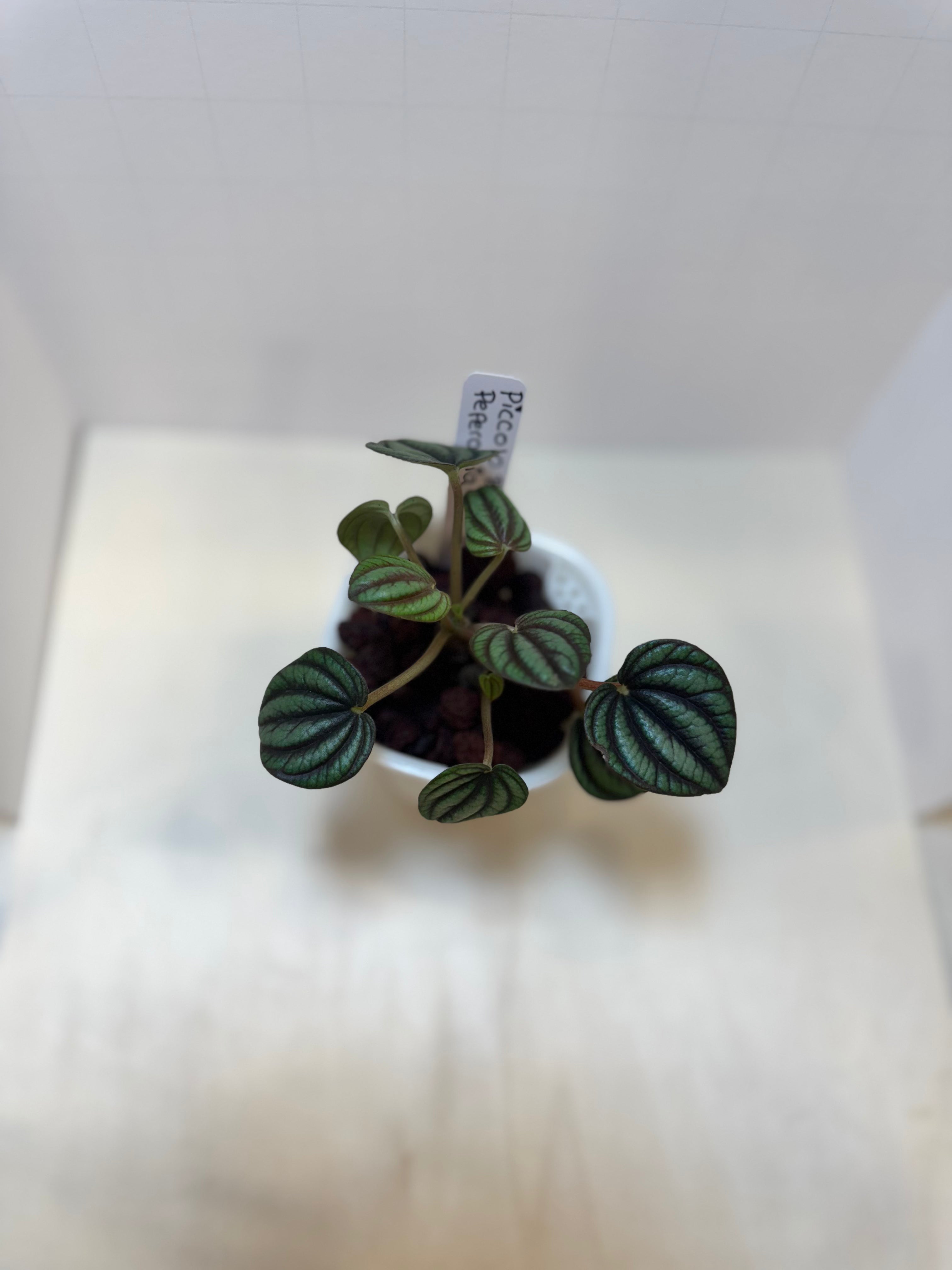Peperomia 'Piccolo Banda' - 3" Self-Watering Pot