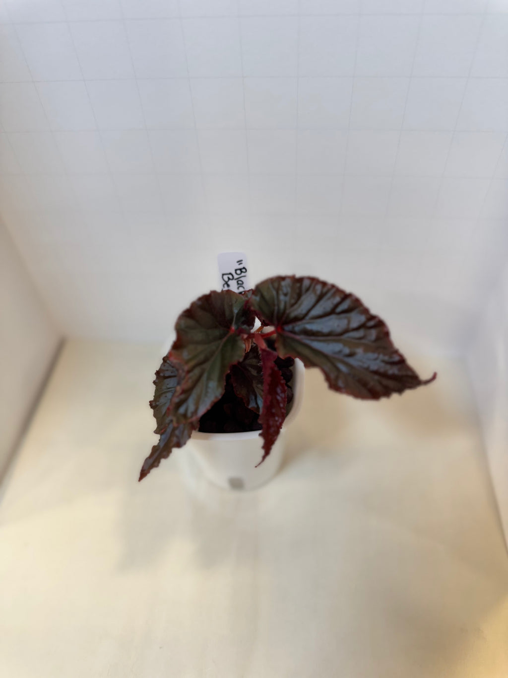 Begonia 'Black Magic' - 3" Self-Watering Pot