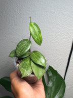 Hoya Fitchii starter plant detail view
