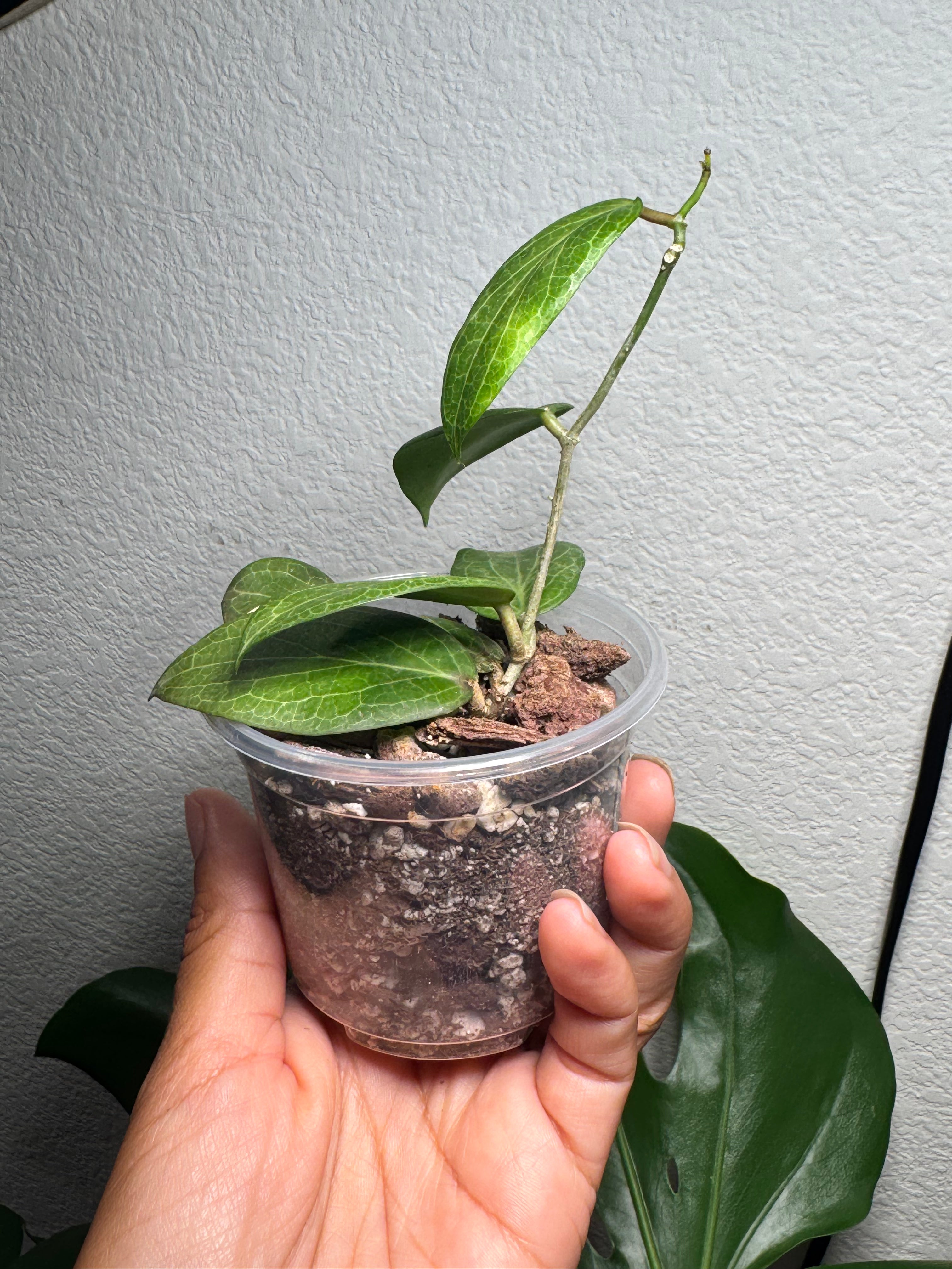Hoya Fitchii plant from side angle showing growth habit
