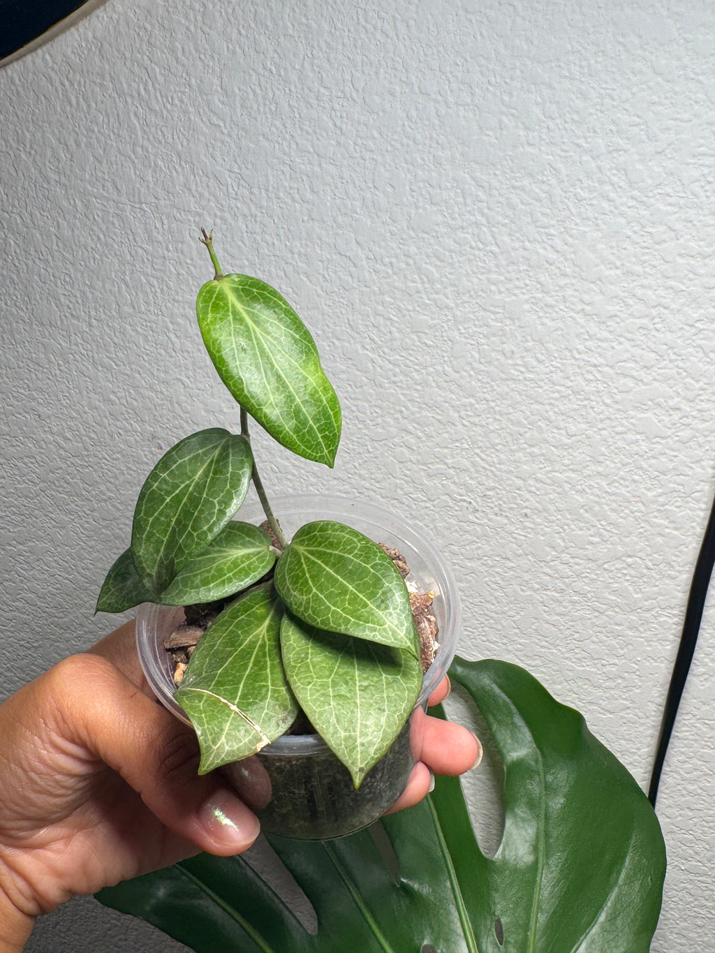 Hoya Fitchii rooted plant in 3 inch pot with chunky soil mix
