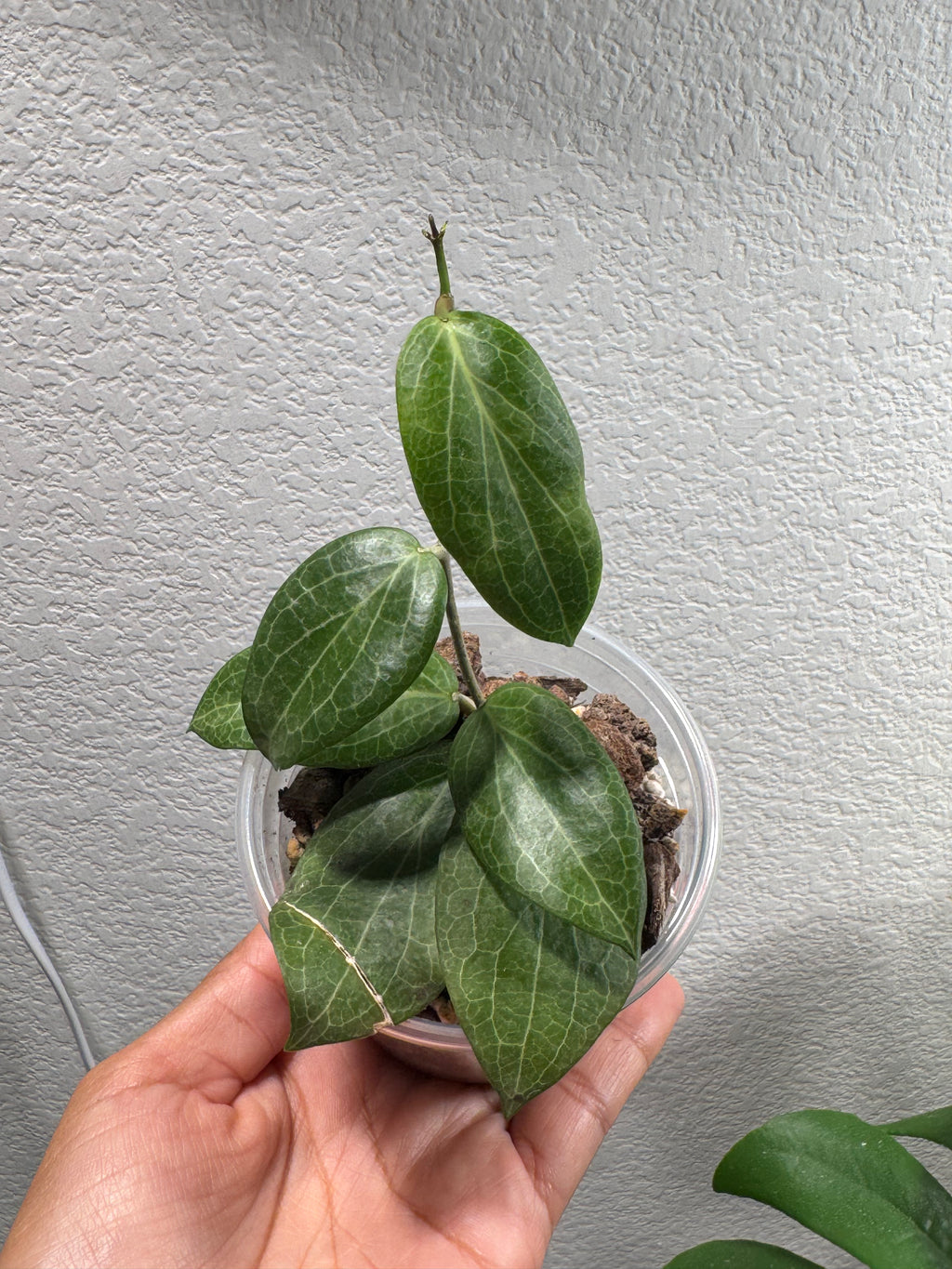 Close-up of Hoya Fitchii leaves showing unique foliage pattern
