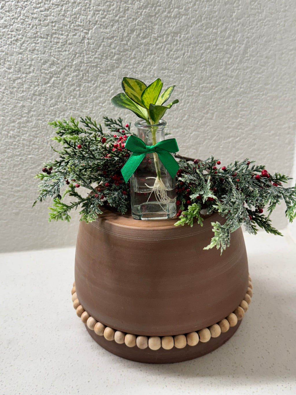 Close-up of Hoya Australis leaves and healthy root system

