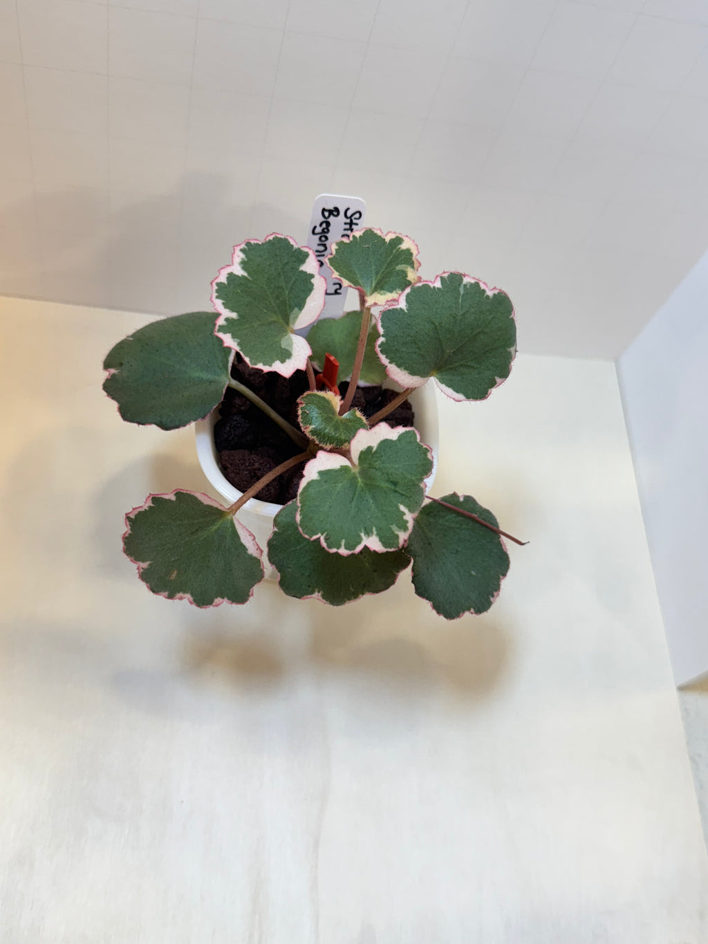 Strawberry Begonia (Saxifraga stolonifera) - 3" Self-Watering Pot