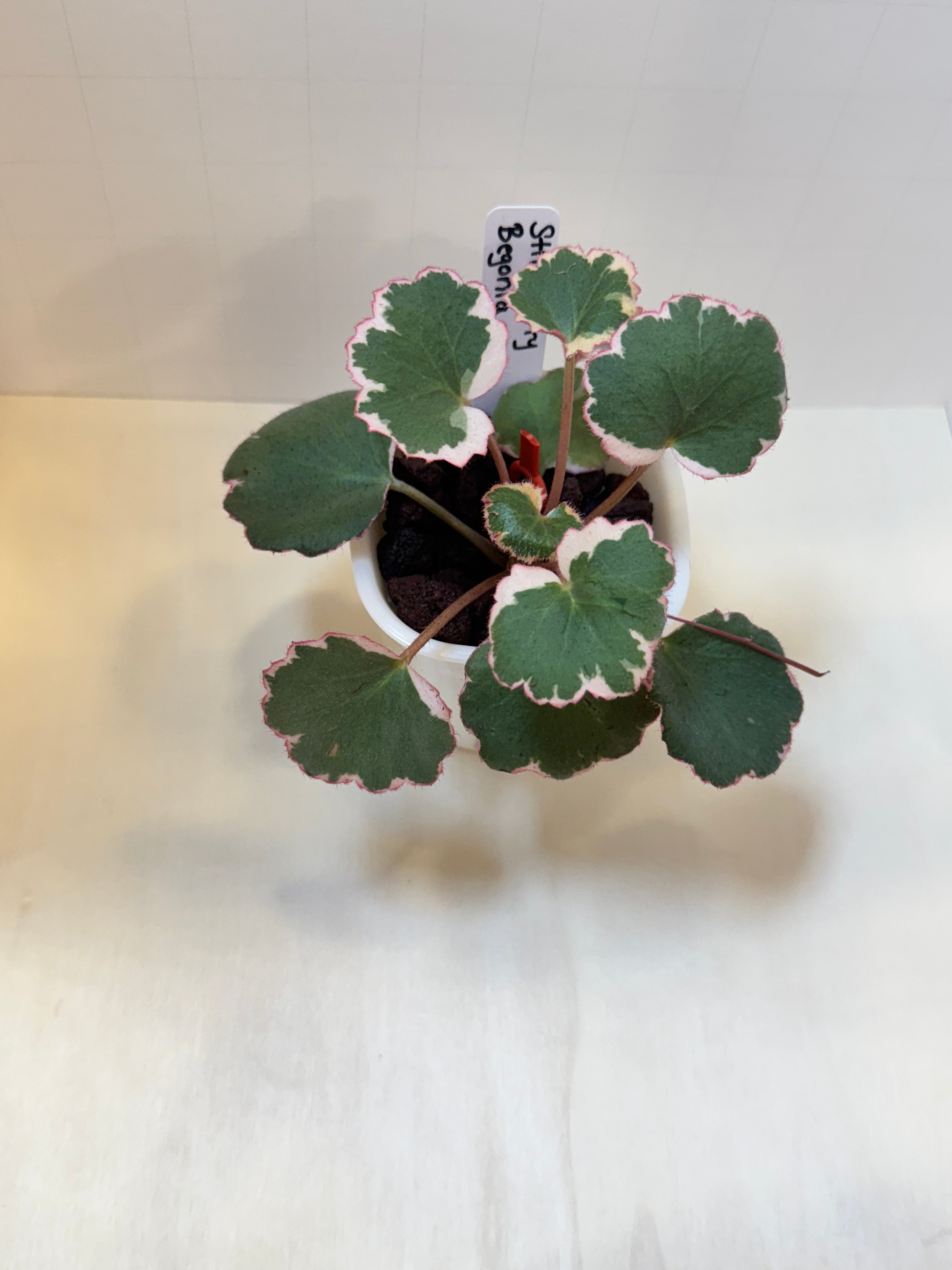 Strawberry Begonia (Saxifraga stolonifera) - 3" Self-Watering Pot