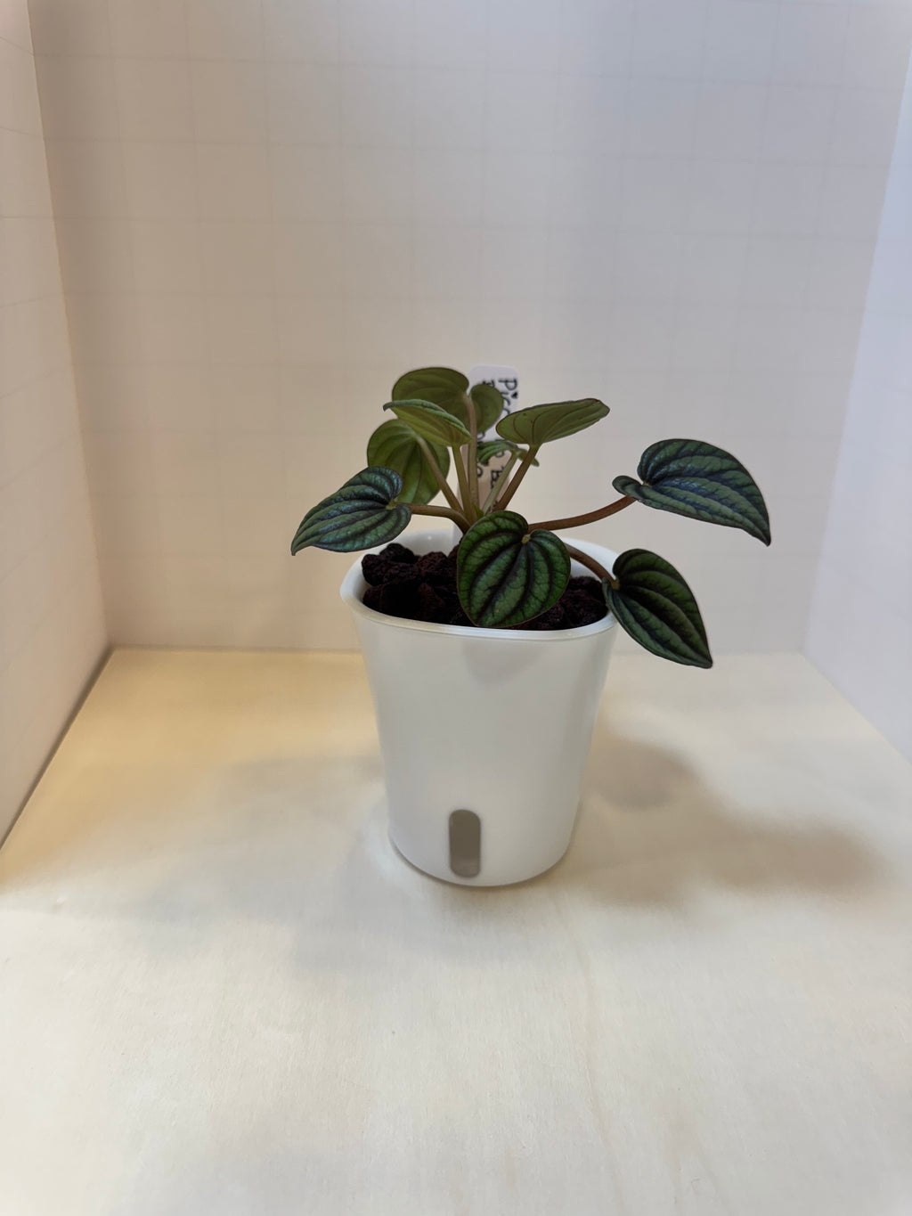 Peperomia 'Piccolo Banda' - 3" Self-Watering Pot