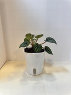Peperomia 'Piccolo Banda' - 3" Self-Watering Pot