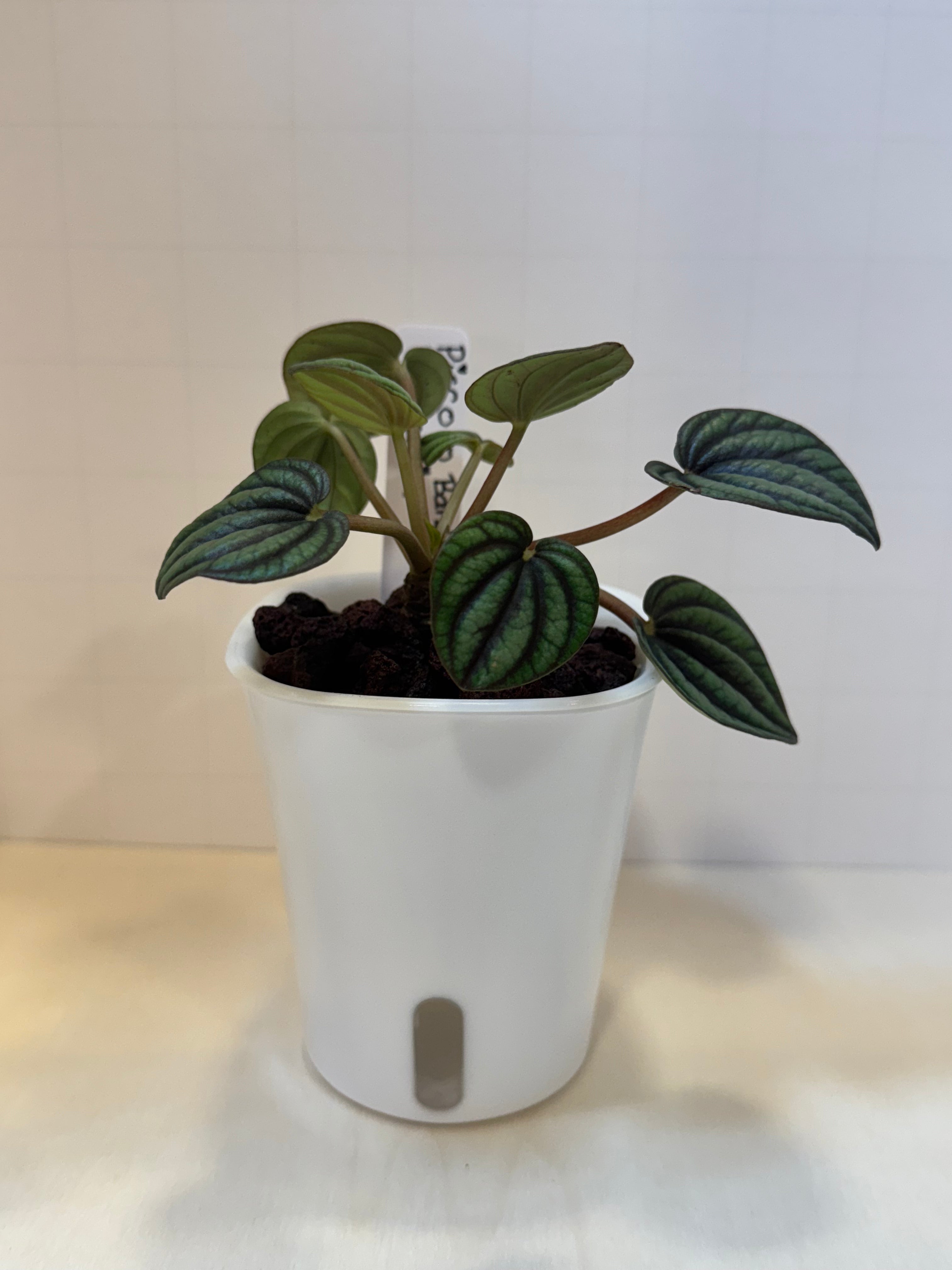 Peperomia 'Piccolo Banda' - 3" Self-Watering Pot