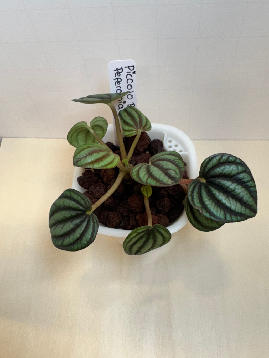 Peperomia 'Piccolo Banda' - 3" Self-Watering Pot