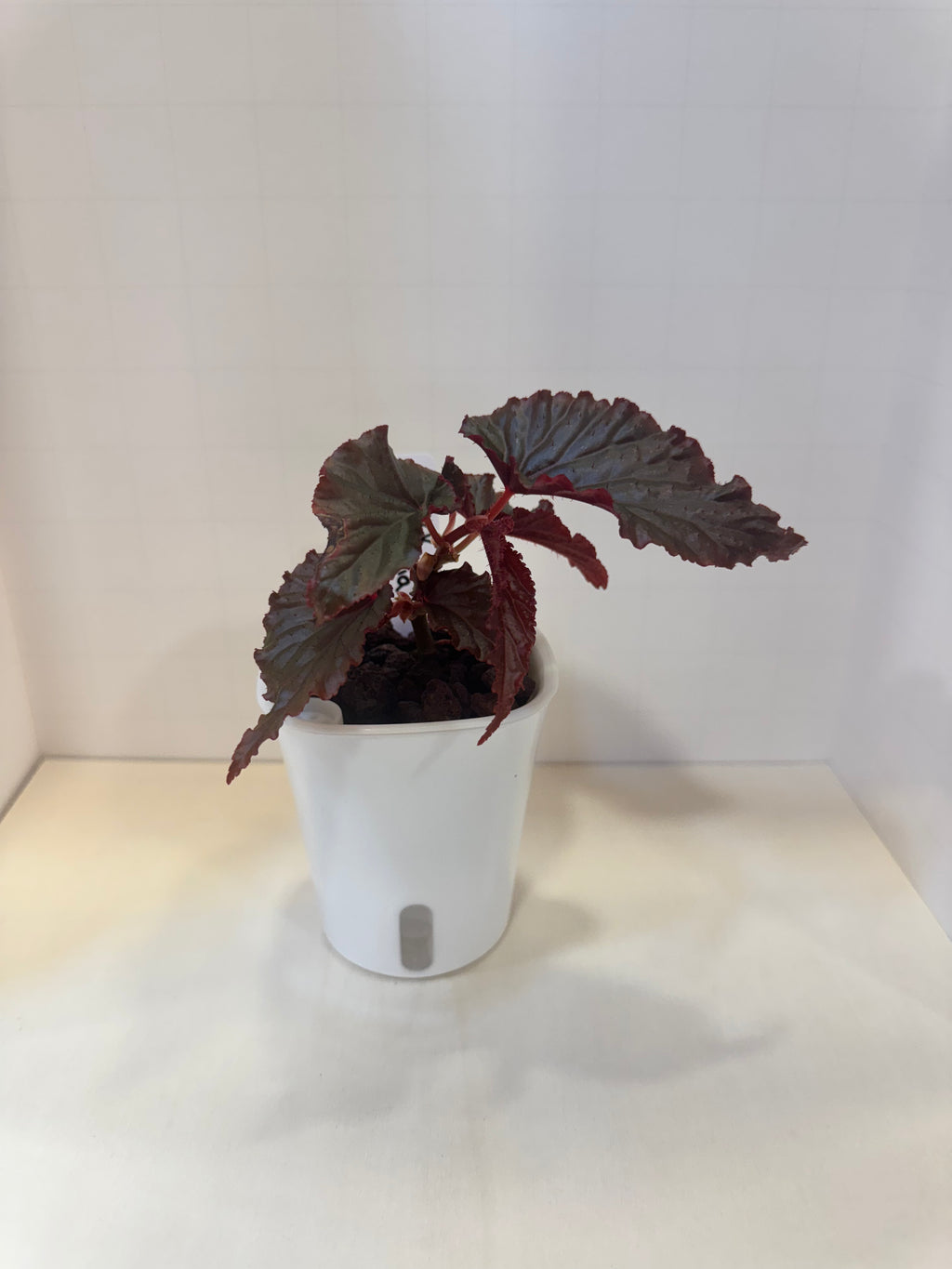 Begonia 'Black Magic' - 3" Self-Watering Pot
