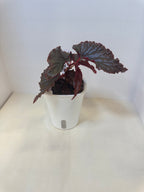 Begonia 'Black Magic' - 3" Self-Watering Pot