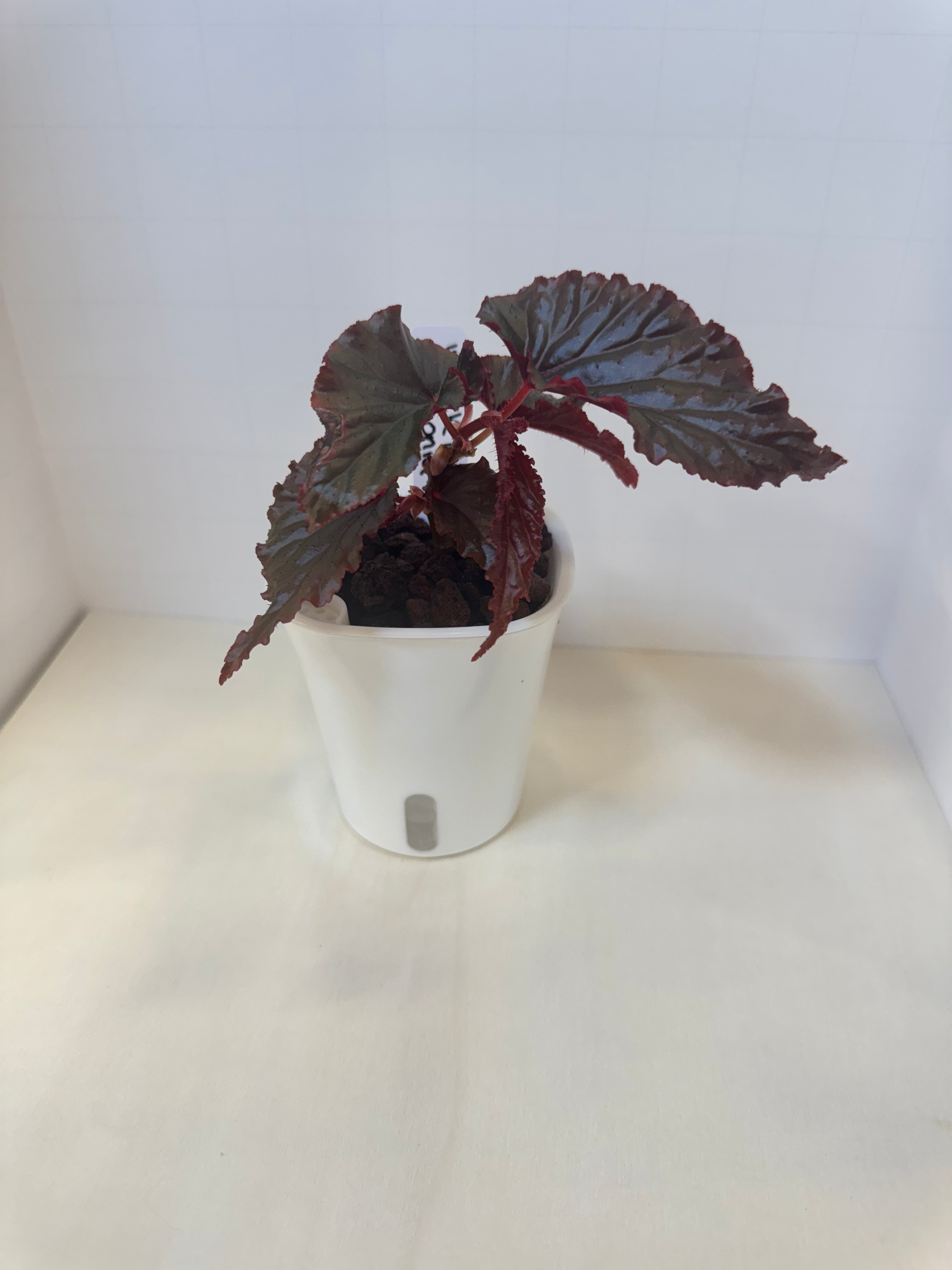 Begonia 'Black Magic' - 3" Self-Watering Pot