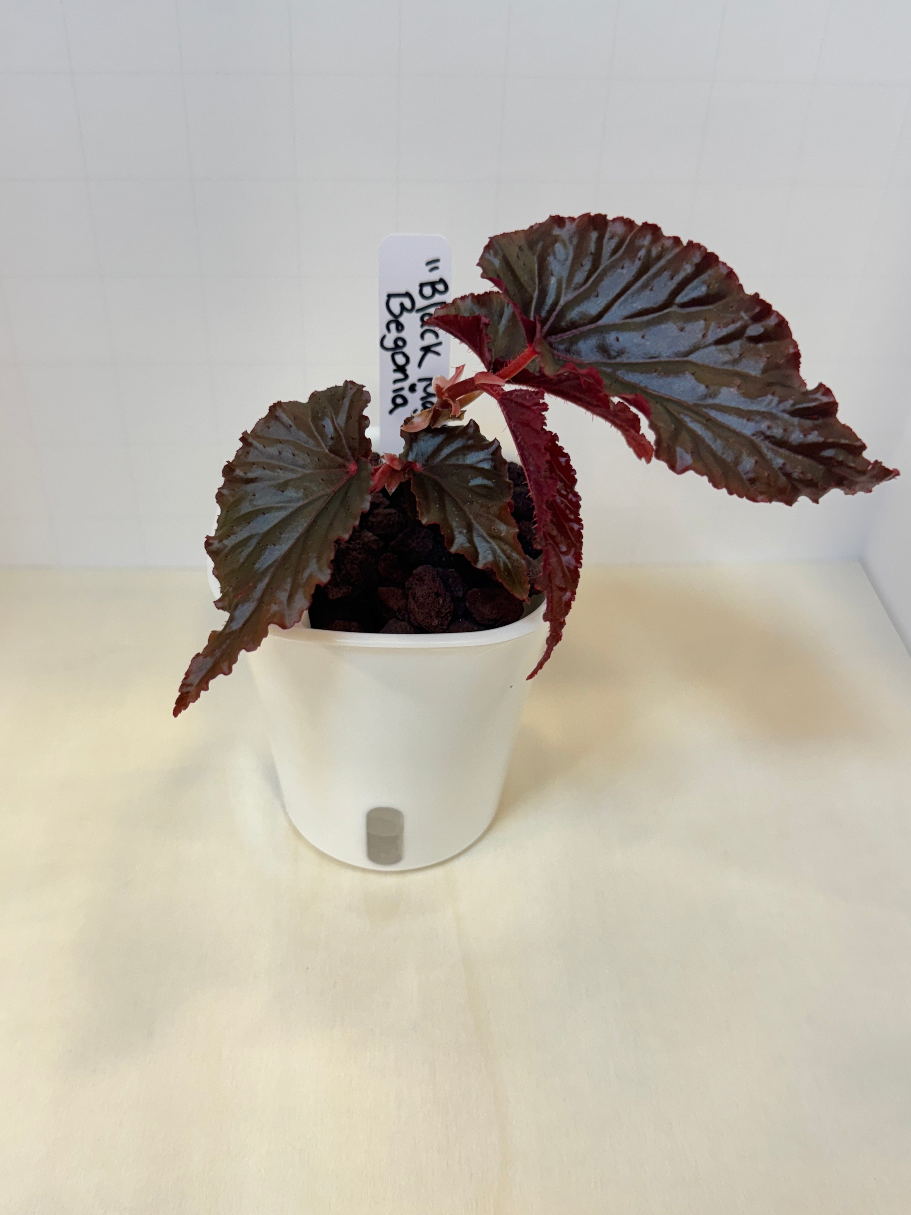 Begonia 'Black Magic' - 3" Self-Watering Pot