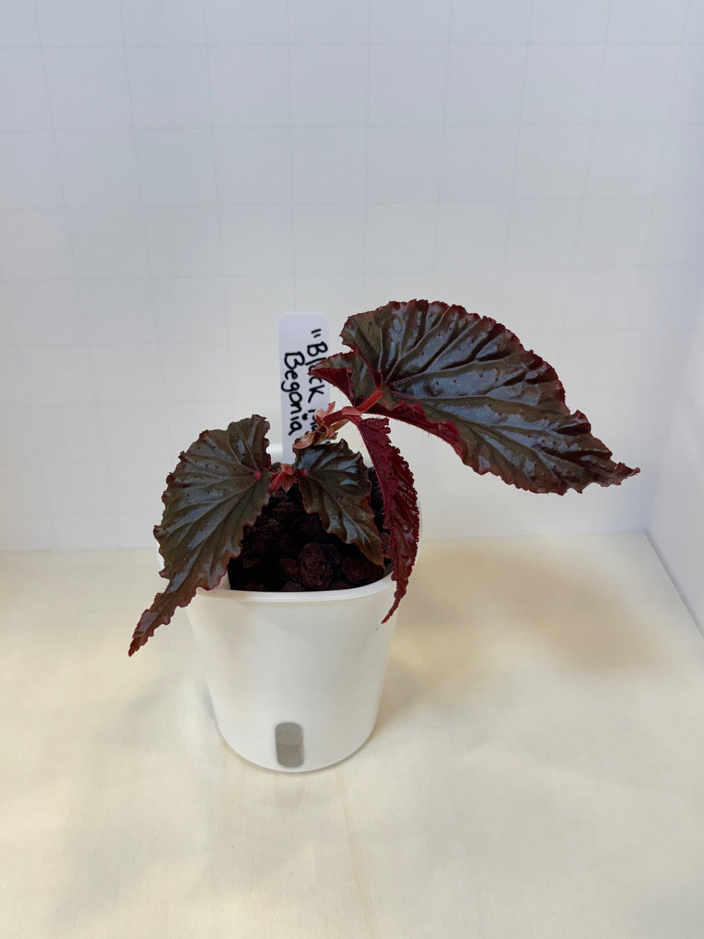 Begonia 'Black Magic' - 3" Self-Watering Pot