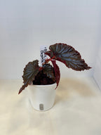 Begonia 'Black Magic' - 3" Self-Watering Pot