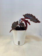 Begonia 'Black Magic' - 3" Self-Watering Pot