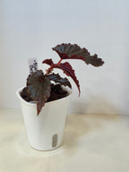 Begonia 'Black Magic' - 3" Self-Watering Pot