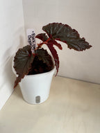 Begonia 'Black Magic' - 3" Self-Watering Pot