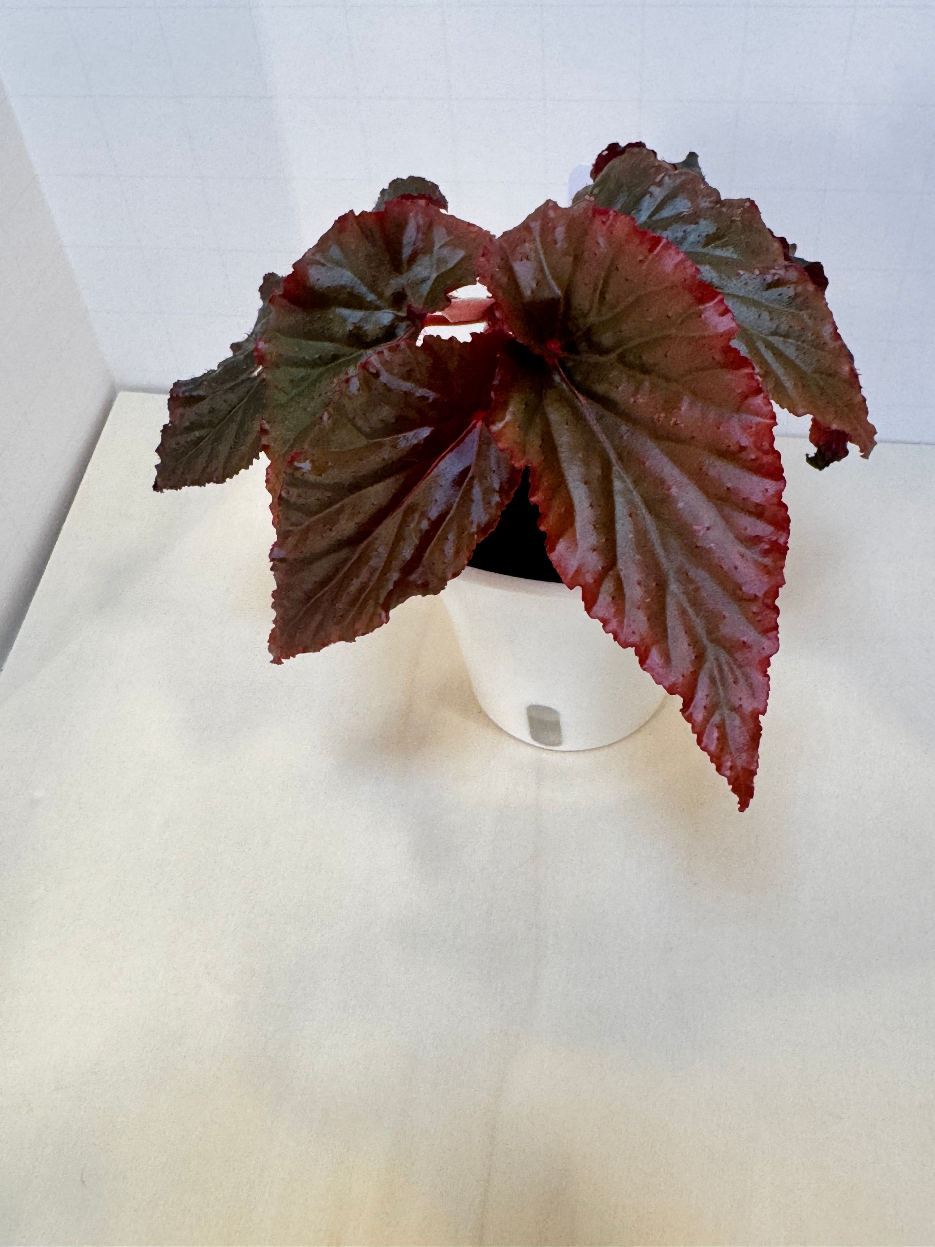 Begonia 'Black Magic' - 3" Self-Watering Pot