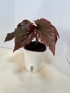 Begonia 'Black Magic' - 3" Self-Watering Pot
