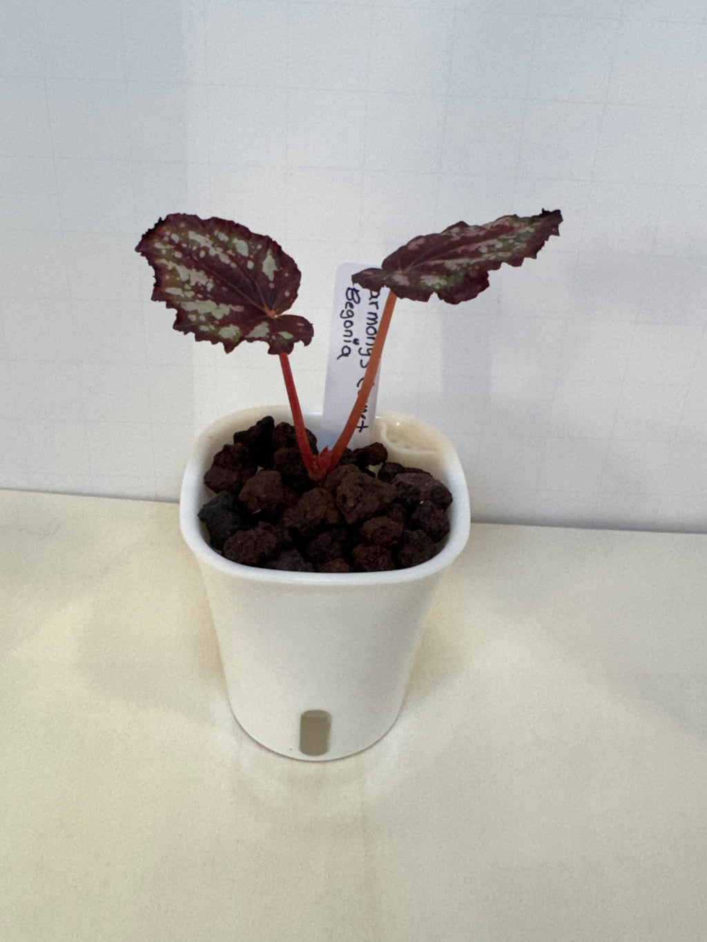 Begonia 'Harmony's Comet' - 3" Self-Watering Pot