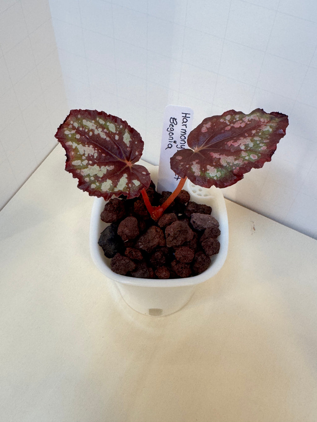 Begonia 'Harmony's Comet' - 3" Self-Watering Pot