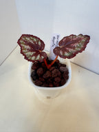 Begonia 'Harmony's Comet' - 3" Self-Watering Pot