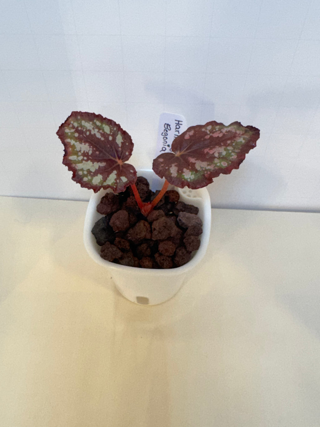 Begonia 'Harmony's Comet' - 3" Self-Watering Pot