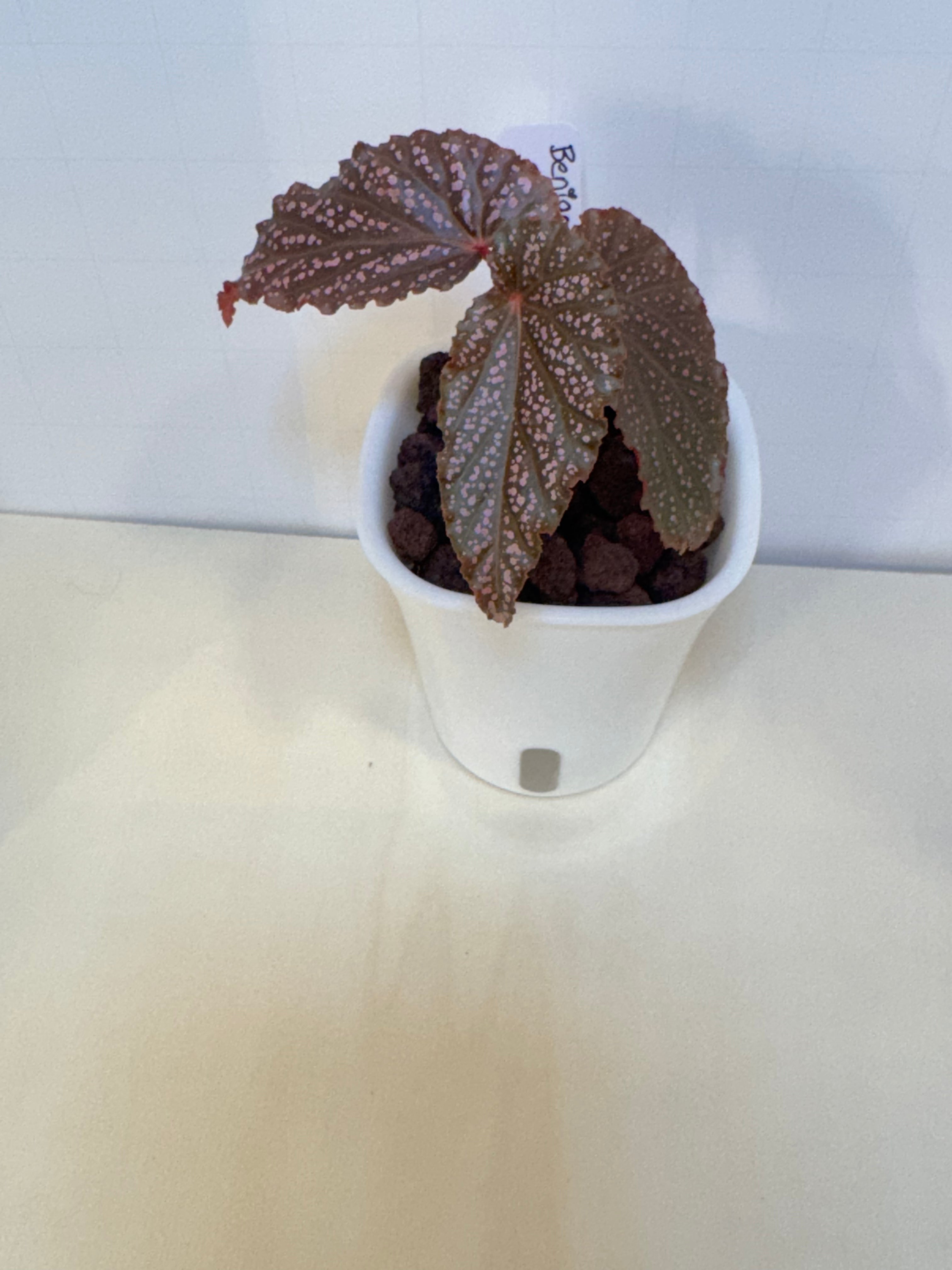 Begonia 'Benigo' - 3" Self-Watering Pot