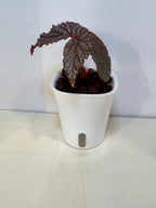 Begonia 'Benigo' - 3" Self-Watering Pot